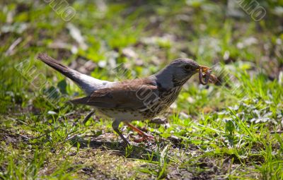 worm in a beak