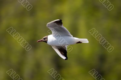 Flight of a seagull