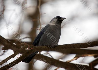 jackdaw
