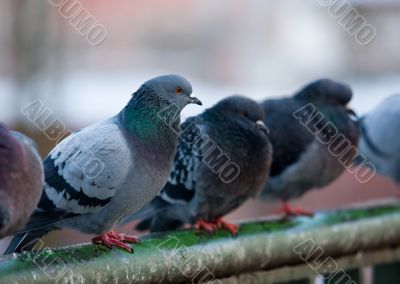 pigeons on railings