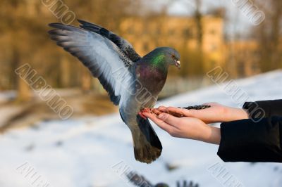 Pigeon on hand