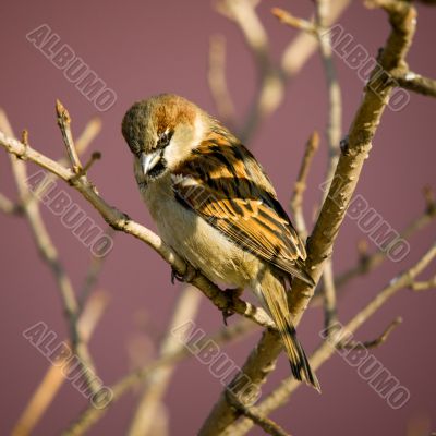 Sparrow