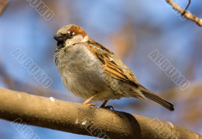 Sparrow on a branch