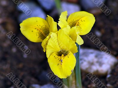 Early Yellow Netted Iris