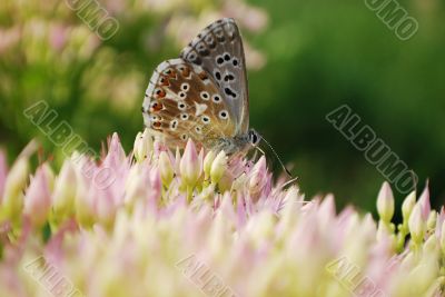 butterfly