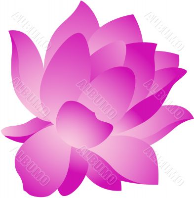 Lotus Flower