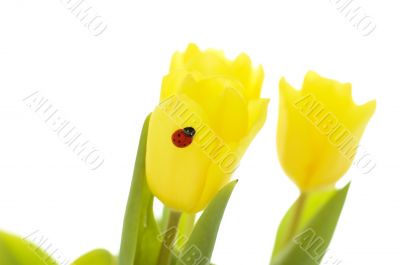 yellow tulips