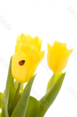 yellow tulips