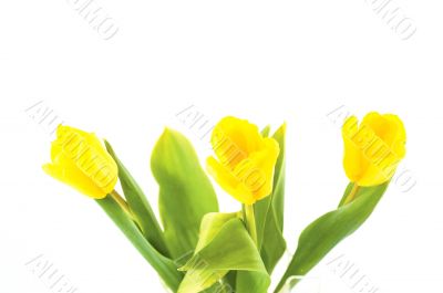 yellow tulips