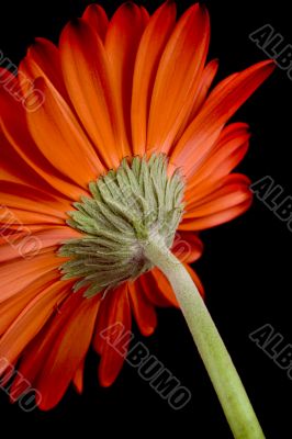 red gerbera