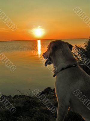 Dog watching sunset
