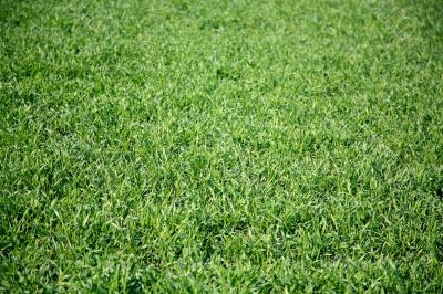 Grass