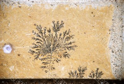 fossil designed stone