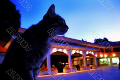 Cat in blue early morning