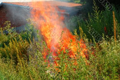 Fire in green grass