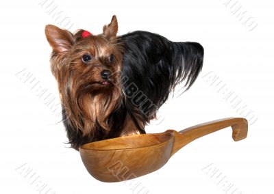 Yorkshire terrier and wooden spoon