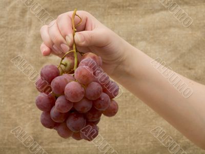 Gapes in female hand on canvas background