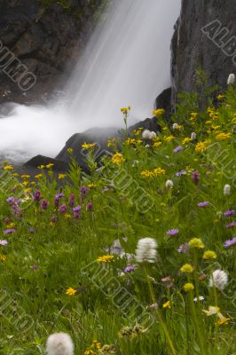 WILDFLOWERS AND WATER