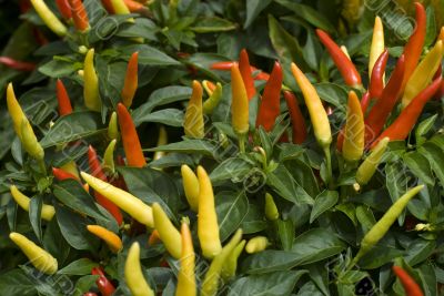 Thai Chilli Pepper Plant