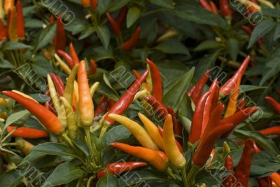 Thai Chilli Pepper Plant