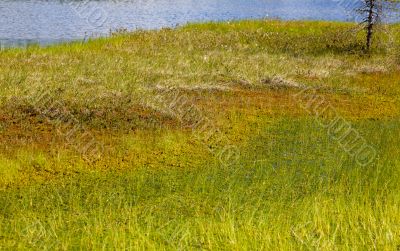 Marshy coast