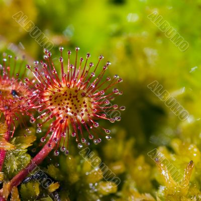 sundew