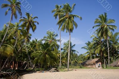 Huts in palm trees
