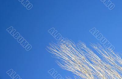 Dry tree
