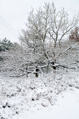 Winter landscape white trees
