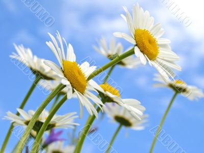 wild daisies