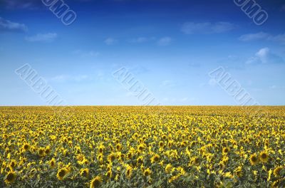 Sunflowers Field