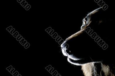 dog on black background