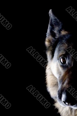 dog on black close up
