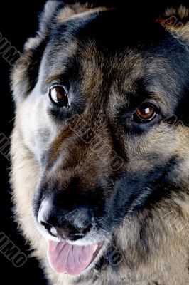 dog on black closeup
