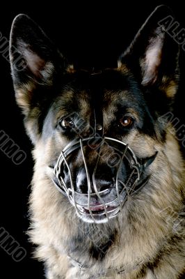 dog on black