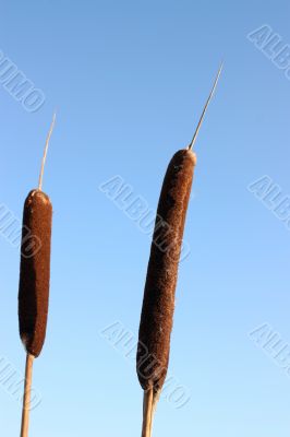 Stalks of a cane