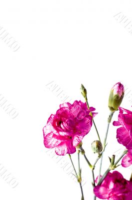 purple carnation