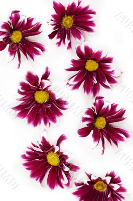 Flower texture