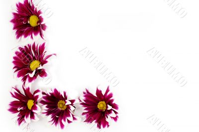 Flower frame
