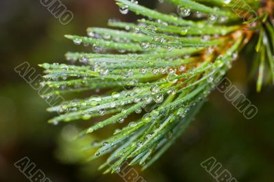 Pine branch