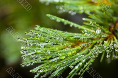 Pine after rain