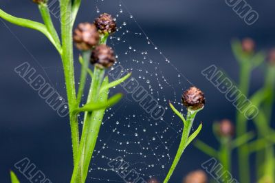 Web on a grass
