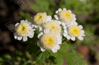 Ornamental flowers