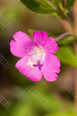Pink flower