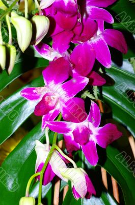Pink orchids