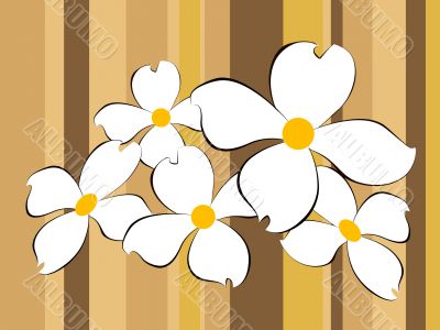 White flowers background