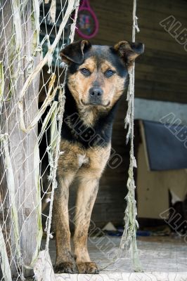 dog beside nets