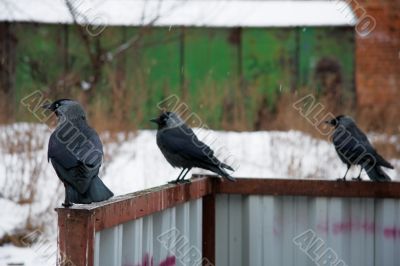 Three ravens