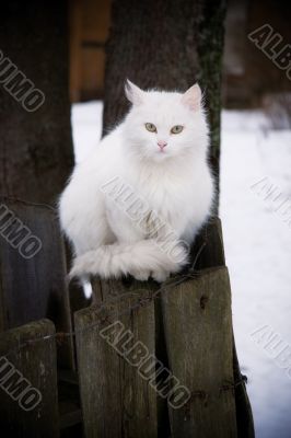 White cat