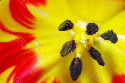 Red and yellow tulip